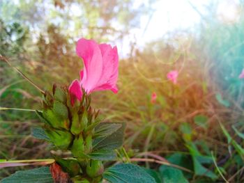 Close-up of pink flower blooming outdoors