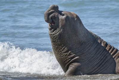 Close-up of horse standing at beach