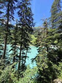 Pine trees by lake in forest against sky