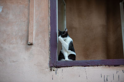 Cat looking away while standing against wall