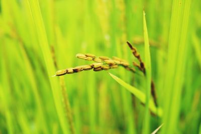 Close-up of wheat growing on field