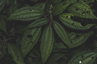 Full frame shot of leaves
