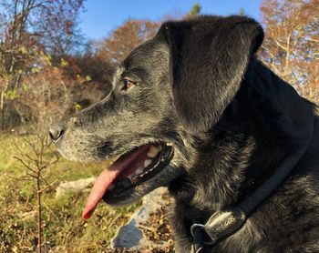 Close-up of a dog looking away