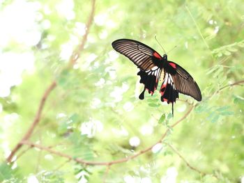 Butterfly on flower