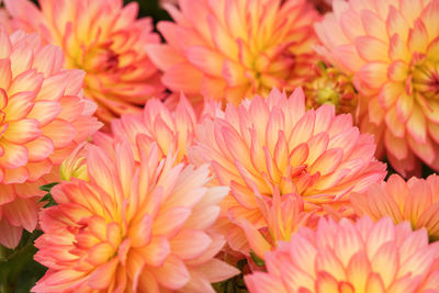 Close-up of coral chrysanthemums