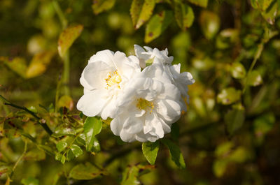 Close-up of white flower