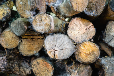 Full frame shot of logs in forest