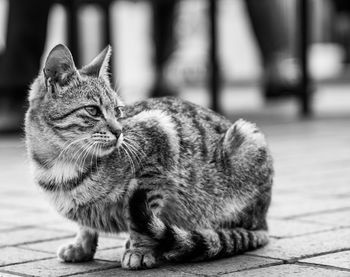 Close-up of cat sitting outdoors