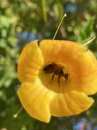 Close-up of yellow flower