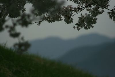 Trees growing against sky