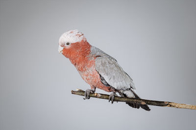 Close-up of bird perching on branch against clear sky