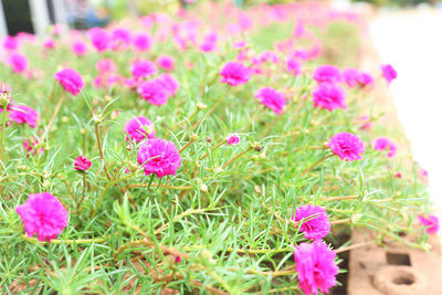Close-up of pink flowering plants