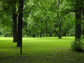 Trees in park