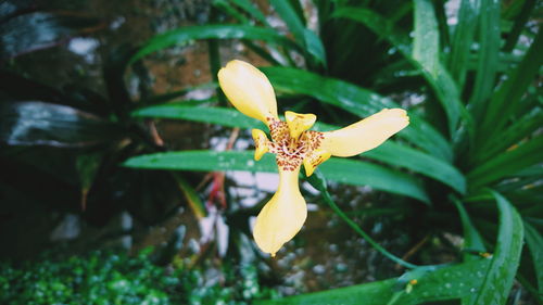 Close-up of insect on flower