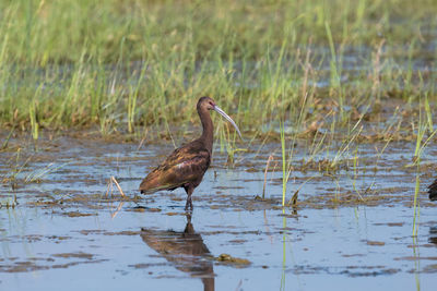 Side view of a bird in lake