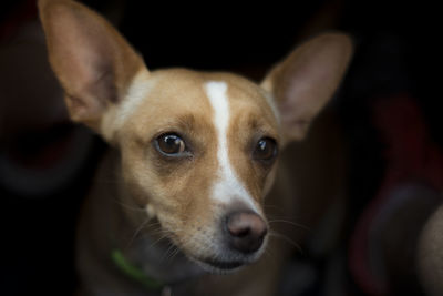 Close-up portrait of dog