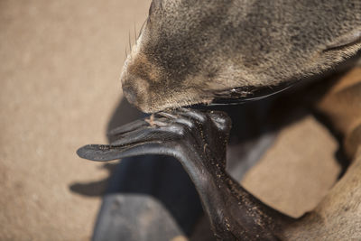 Close-up of sea lion at beach