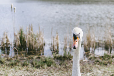 Close-up of swan in lake