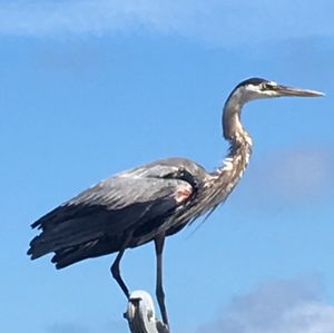 Close-up of bird