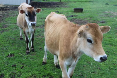 Calves standing on field