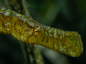 Close-up of insect on leaf