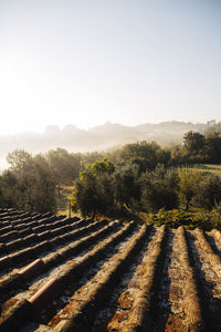 Scenic view of field against clear sky