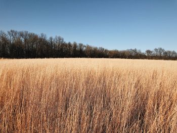 Scenic view of field against clear blue sky