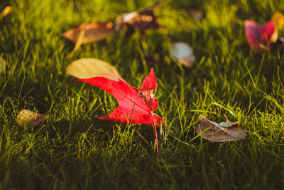 Close-up of red maple leaf on field