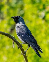 Close-up of bird perching on branch