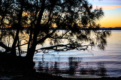 Silhouette of tree and sea at sunset