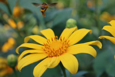 Close-up of bee on yellow flower