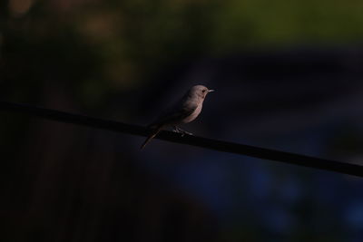 Close-up of bird perching on cable