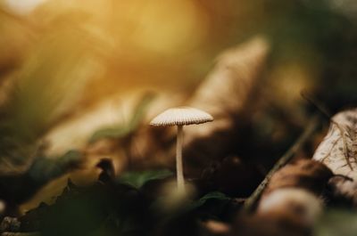 Close-up of fungus growing on tree trunk