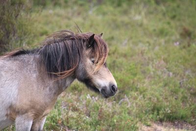 Head shot of pony