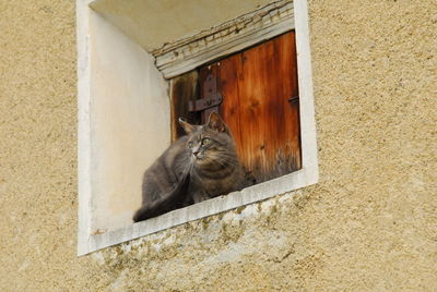 Portrait of a cat
