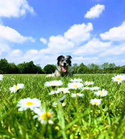 Dog on field against sky