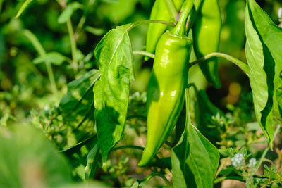 Close-up of green plant