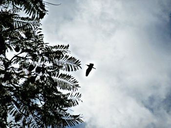 Low angle view of bird flying against sky