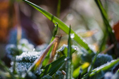 Close-up of leaf on grass