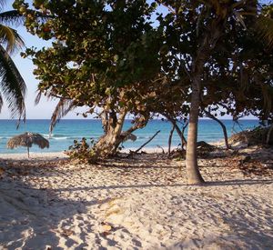 Trees on beach against sky