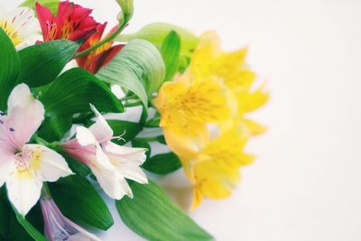 Close-up of yellow flowers against white background