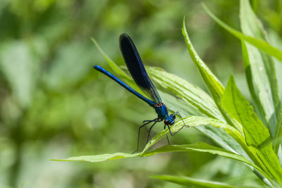 Close-up of insect on plant