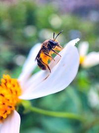 Close-up of bee pollinating on flower