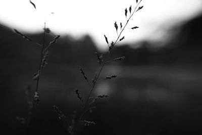 Close-up of plants against blurred background