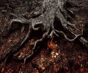 Close-up of tree trunk in forest