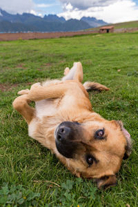 Dog lying on grass