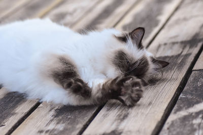 High angle view of cat sleeping on wooden floor