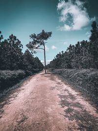 Road amidst trees against sky