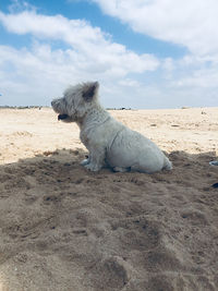 View of dog sitting on sand