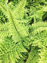 Full frame shot of green leaves